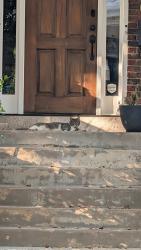 Found/Stray Unknown Cat last seen Park and Sheppard, Richmond, VA 23221