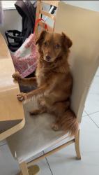 Lost Male Dog last seen Winnetka Ave, Los Angeles, CA 91306