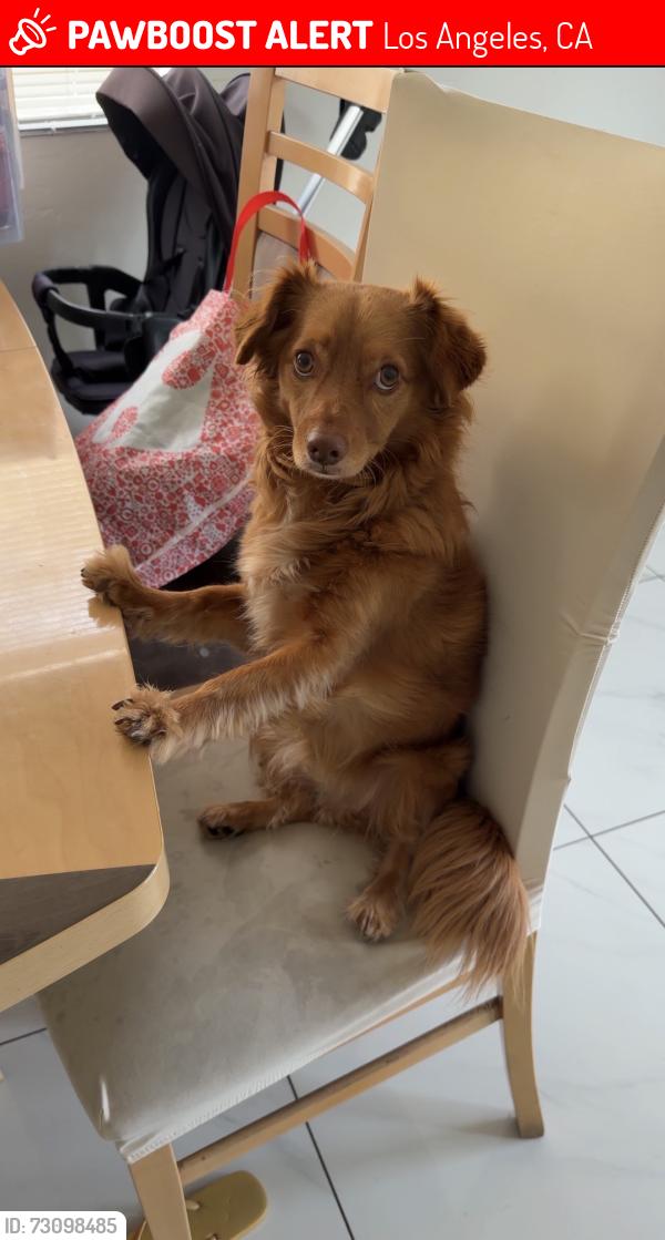 Lost Male Dog last seen Winnetka Ave, Los Angeles, CA 91306