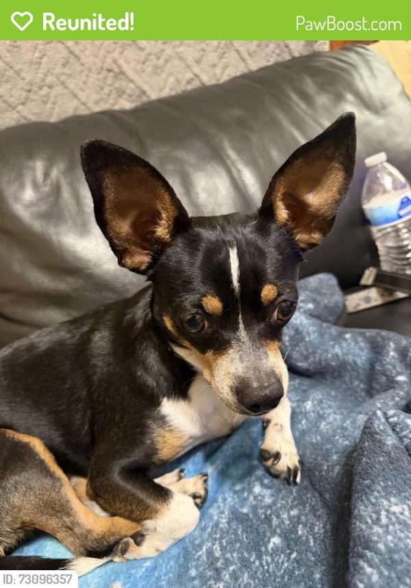 Reunited Female Dog last seen S Burnham Ave & E 83rd St, Chicago, IL 60617