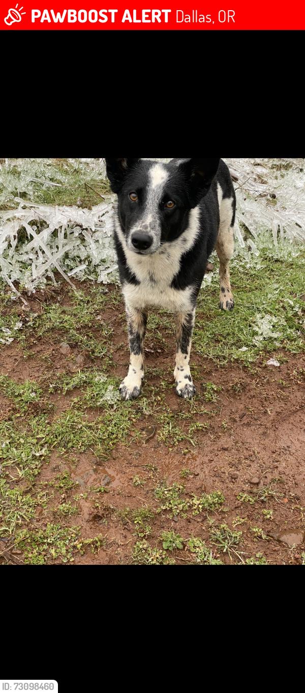 Lost Male Dog last seen Pioneer rd, Rueben Boise, James Howe, Dallas, OR 97338