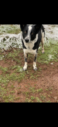 Lost Male Dog last seen Pioneer rd, Rueben Boise, James Howe, Dallas, OR 97338