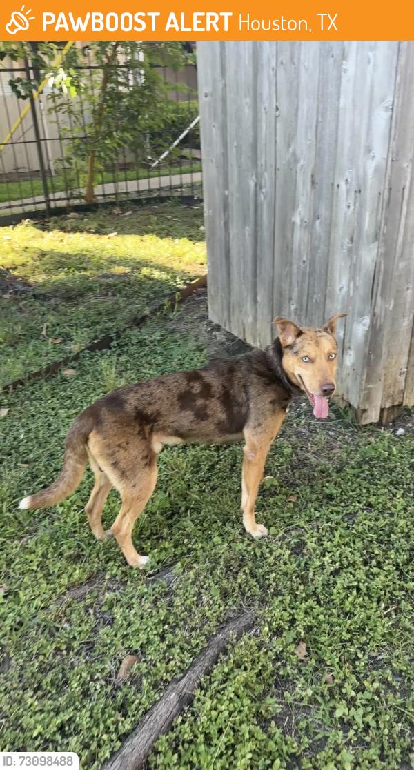 Found/Stray Male Dog last seen Sabo Village, Houston, TX 77089