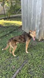 Found/Stray Male Dog last seen Sabo Village, Houston, TX 77089
