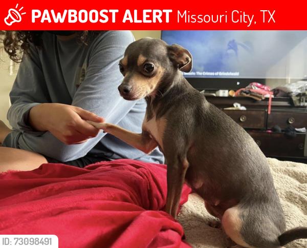 Lost Female Dog last seen Blue quail drive, Missouri City, TX 77489