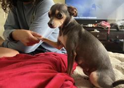 Lost Female Dog last seen Blue quail drive, Missouri City, TX 77489