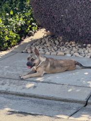 Found/Stray Female Dog last seen Sweetwood, Lodi, CA 95242