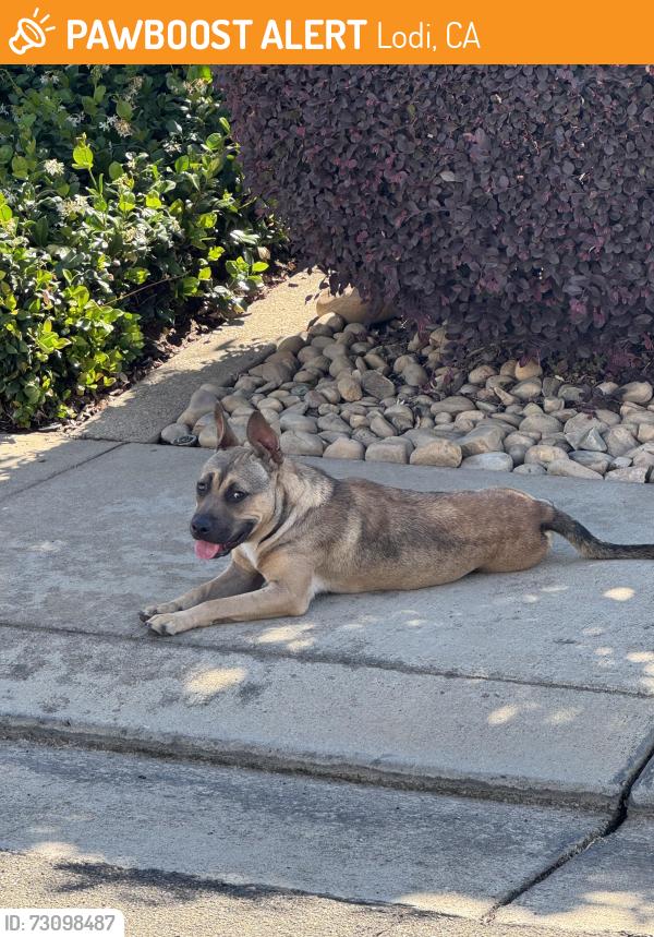 Found/Stray Female Dog last seen Sweetwood, Lodi, CA 95242