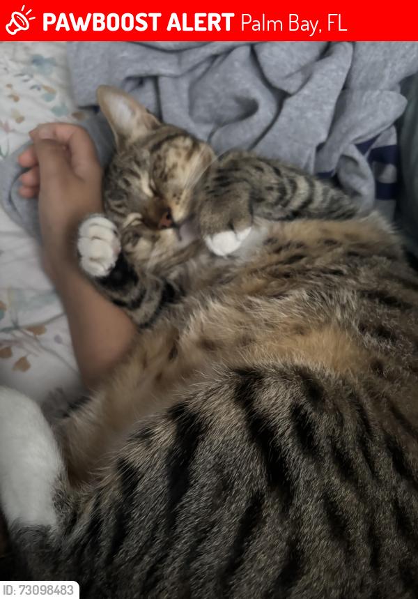 Lost Male Cat last seen charcoal ave se, Palm Bay, FL 32909