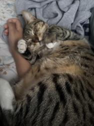 Lost Male Cat last seen charcoal ave se, Palm Bay, FL 32909