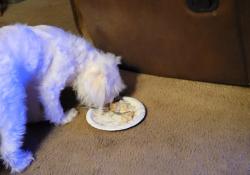 Reunited Female Dog last seen Collage and pine, Lompoc, CA 93436