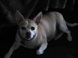 Lost Male Dog last seen nix / belfower, Fayetteville, NC 28314