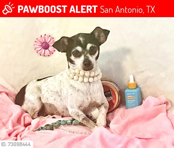 Lost Female Dog last seen PerrinBeitel ThousandOaks, San Antonio, TX 78217