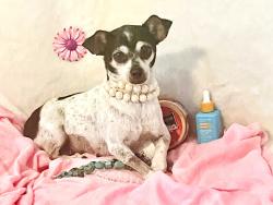 Lost Female Dog last seen PerrinBeitel ThousandOaks, San Antonio, TX 78217