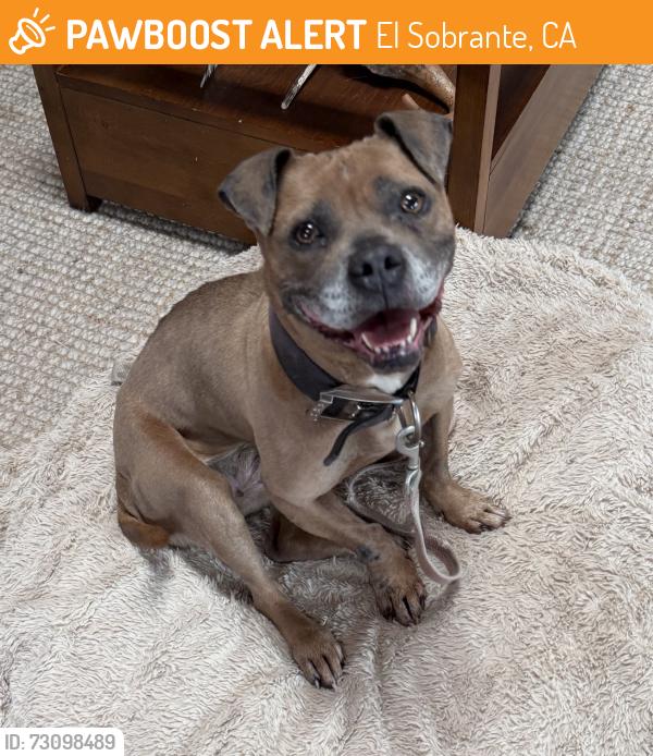 Found/Stray Female Dog last seen Near Hilltop drive el Sobrante , El Sobrante, CA 94803