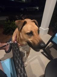 Reunited Male Dog last seen Blue Iris & Cottontail, Clayton, NC 27520