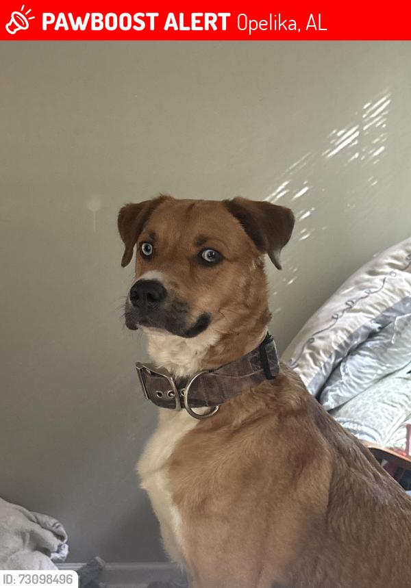 Lost Male Dog last seen Avenue A and Seventh Street, Opelika, AL 36801