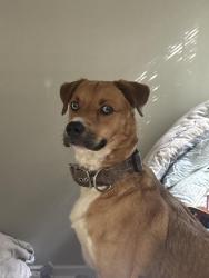 Lost Male Dog last seen Avenue A and Seventh Street, Opelika, AL 36801