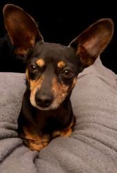 Reunited Male Dog last seen Bailey Rd, Connelly Springs, NC 28612