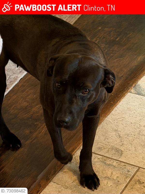 Lost Female Dog last seen Christ the King church, Clinton, TN 37716