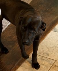 Lost Female Dog last seen Christ the King church, Clinton, TN 37716
