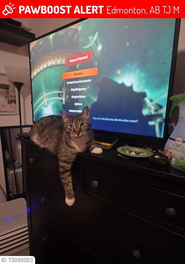 Lost Female Cat last seen Near st 39 ave, Edmonton, AB T6J 0M5