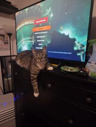 Lost Female Cat last seen Near st 39 ave, Edmonton, AB T6J 0M5