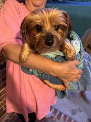 Reunited Unknown Dog last seen Near Briarcliff and Shallowford, Atlanta, GA 30345