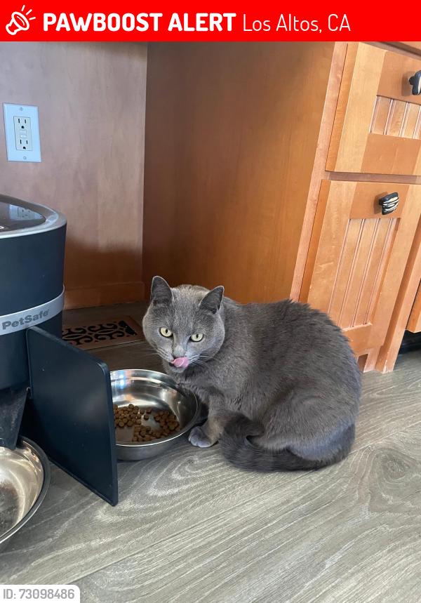Lost Female Cat last seen Kent dr, Yorkshire dr, highlands cir, sint joseph ave, Los Altos, CA 94024