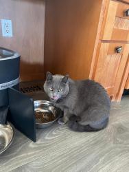 Lost Female Cat last seen Kent dr, Yorkshire dr, highlands cir, sint joseph ave, Los Altos, CA 94024