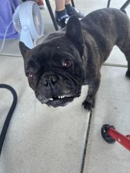 Reunited Male Dog last seen Merced Ave & Tamara Ct, Merced, CA 95341