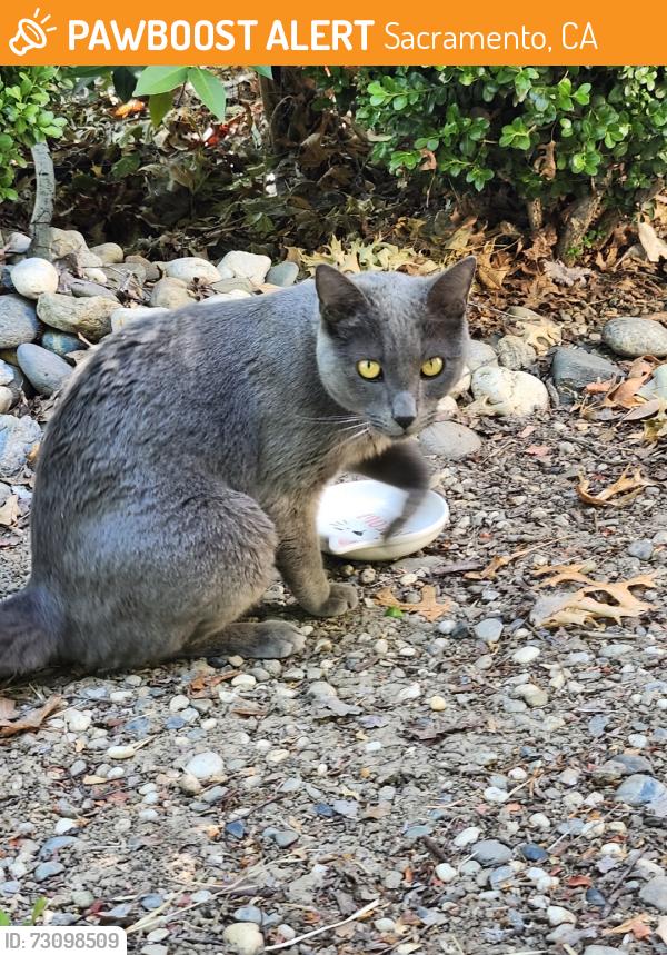 Found/Stray Male Cat last seen Pebblewood & Rocky Bend, Sacramento, CA 95833