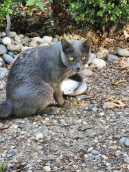 Found/Stray Male Cat last seen Pebblewood & Rocky Bend, Sacramento, CA 95833