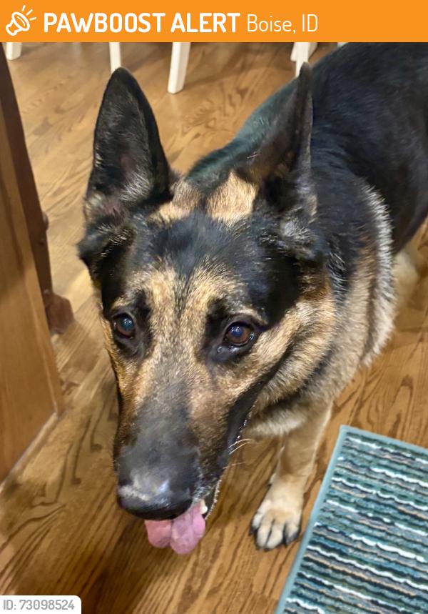 Found/Stray Male Dog last seen Overland and Maple Grove, Boise, ID 83709