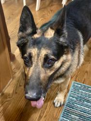 Found/Stray Male Dog last seen Overland and Maple Grove, Boise, ID 83709