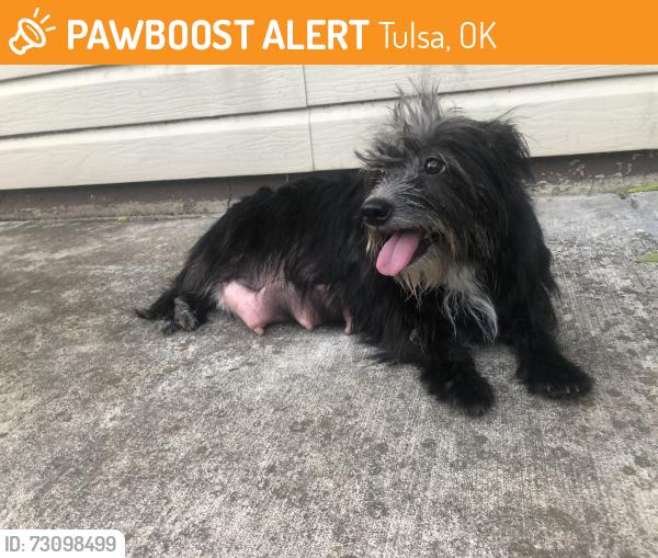 Found/Stray Female Dog last seen Just south of 24th street, Tulsa, OK 74107