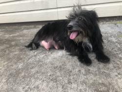 Found/Stray Female Dog last seen Just south of 24th street, Tulsa, OK 74107