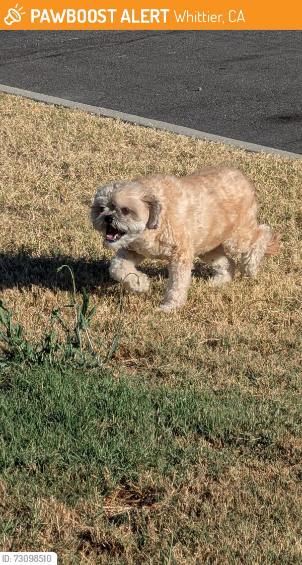Found/Stray Unknown Dog last seen Allegan St & Gunn Ave, Whittier, CA 90605