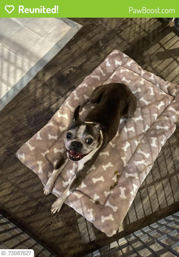 Reunited Male Dog last seen Wood Aspen Lane , Palm Coast, FL 32164