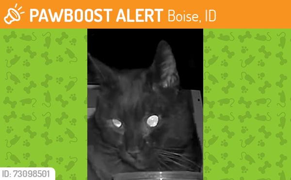 Found/Stray Unknown Cat last seen Ramrod & W Powderhorn, Boise, ID 83713