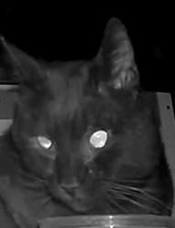Found/Stray Unknown Cat last seen Ramrod & W Powderhorn, Boise, ID 83713