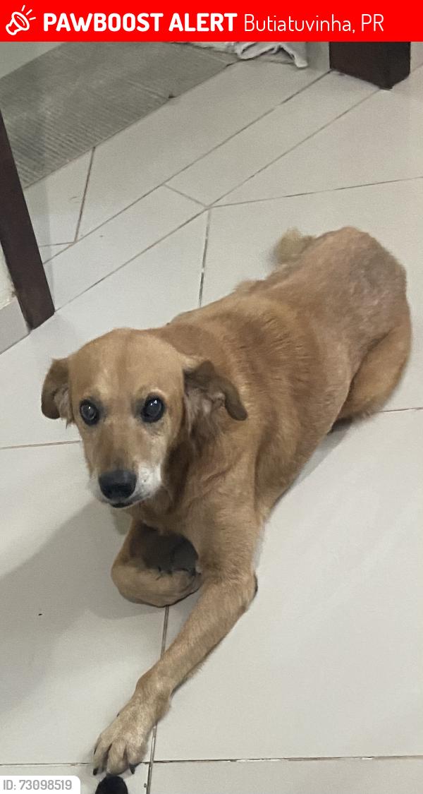 Lost Male Dog last seen brasilio cuman, Butiatuvinha, PR 