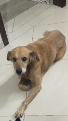 Lost Male Dog last seen brasilio cuman, Butiatuvinha, PR 