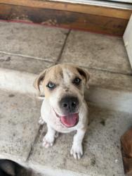 Lost Male Dog last seen Peabody Ave and Somerset Rd, San Antonio, TX 78211