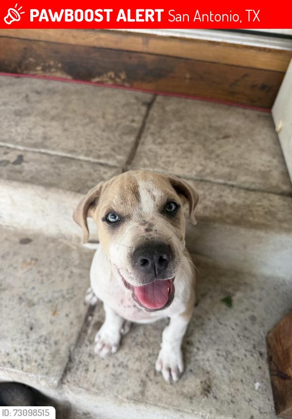 Lost Male Dog last seen Peabody Ave and Somerset Rd, San Antonio, TX 78211