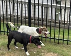 Found/Stray Male Dog last seen Spout Springs Road near Storage Unit, Flowery Branch, GA 30542