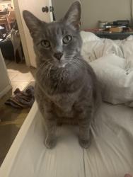 Lost Female Cat last seen Dairy Ashford and Whittington , Houston, TX 77077