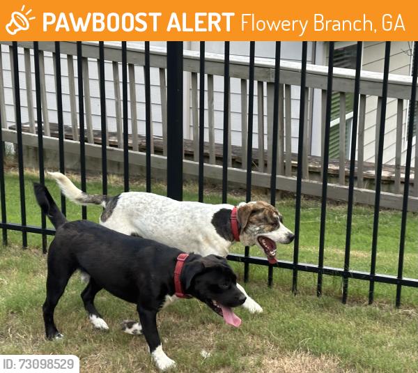 Found/Stray Male Dog last seen Spout Springs Road near Storage Unit, Flowery Branch, GA 30542