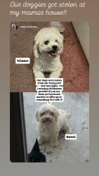 Lost Female Dog last seen Elk grass st and Clayton a e, Temescal Valley, CA 92883