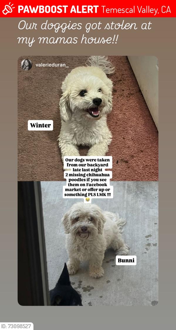 Lost Female Dog last seen Elk grass st and Clayton a e, Temescal Valley, CA 92883